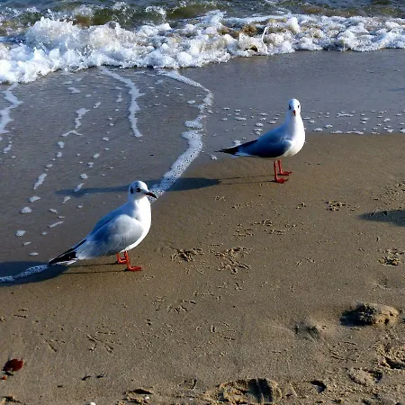 12 - Seewald Haus Huehnergott * Sellin (Rugen)