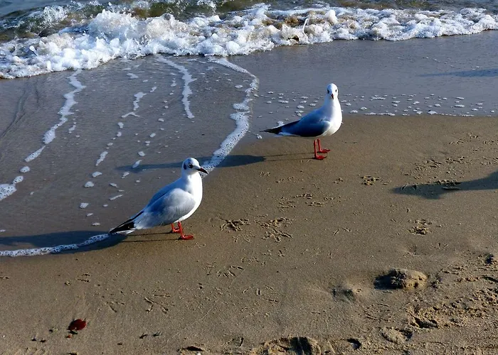 12 - Seewald Haus Huehnergott * Sellin (Rugen)